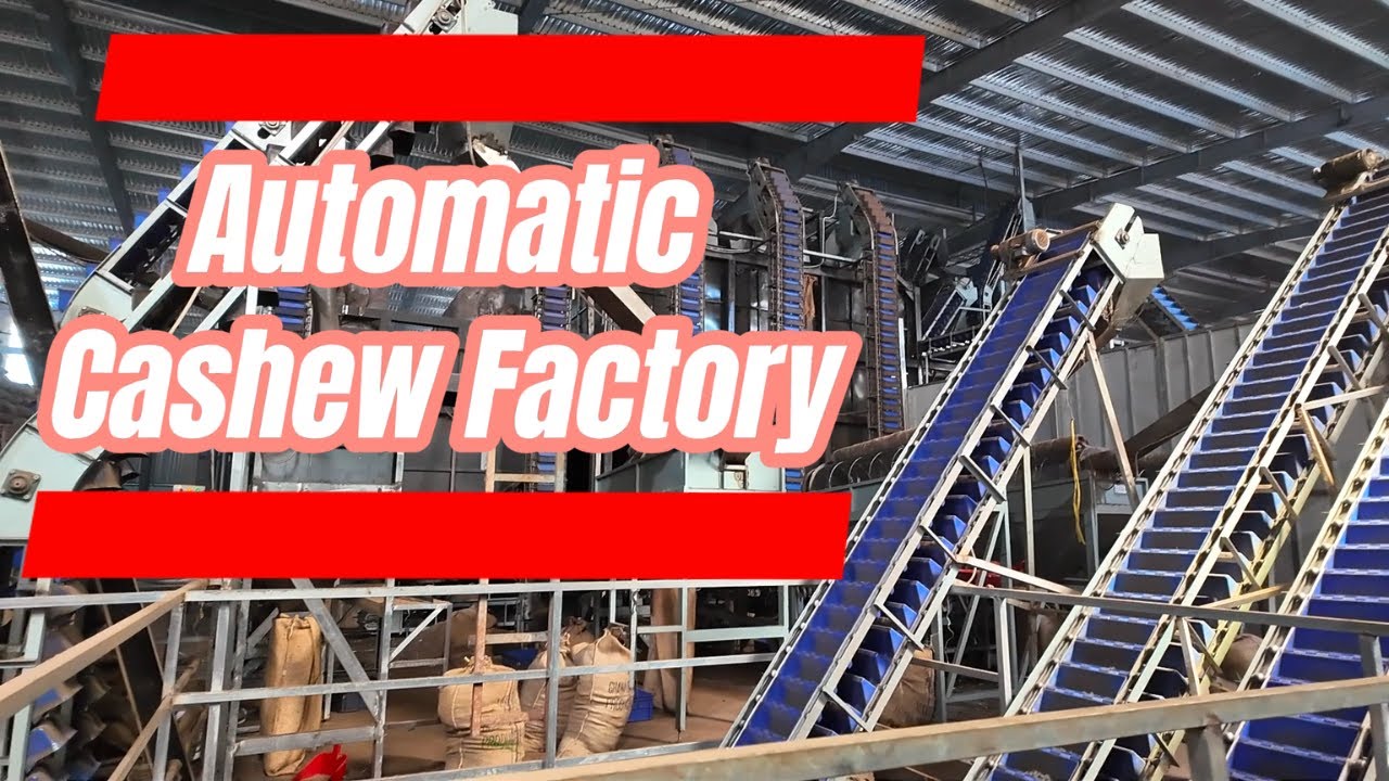 Vietnam Automatic Cashew Processing Factory - Capacity 150 tons per day