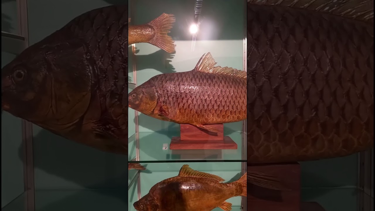 Museo della Pesca (Fishing Museum)