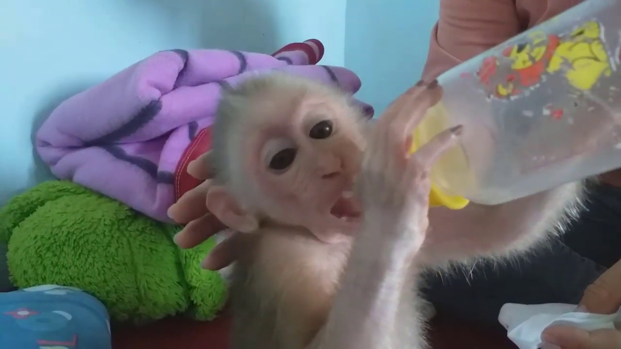 Baby monkey Na Has Red Buttocks, And Mom Applied Medicine To Na