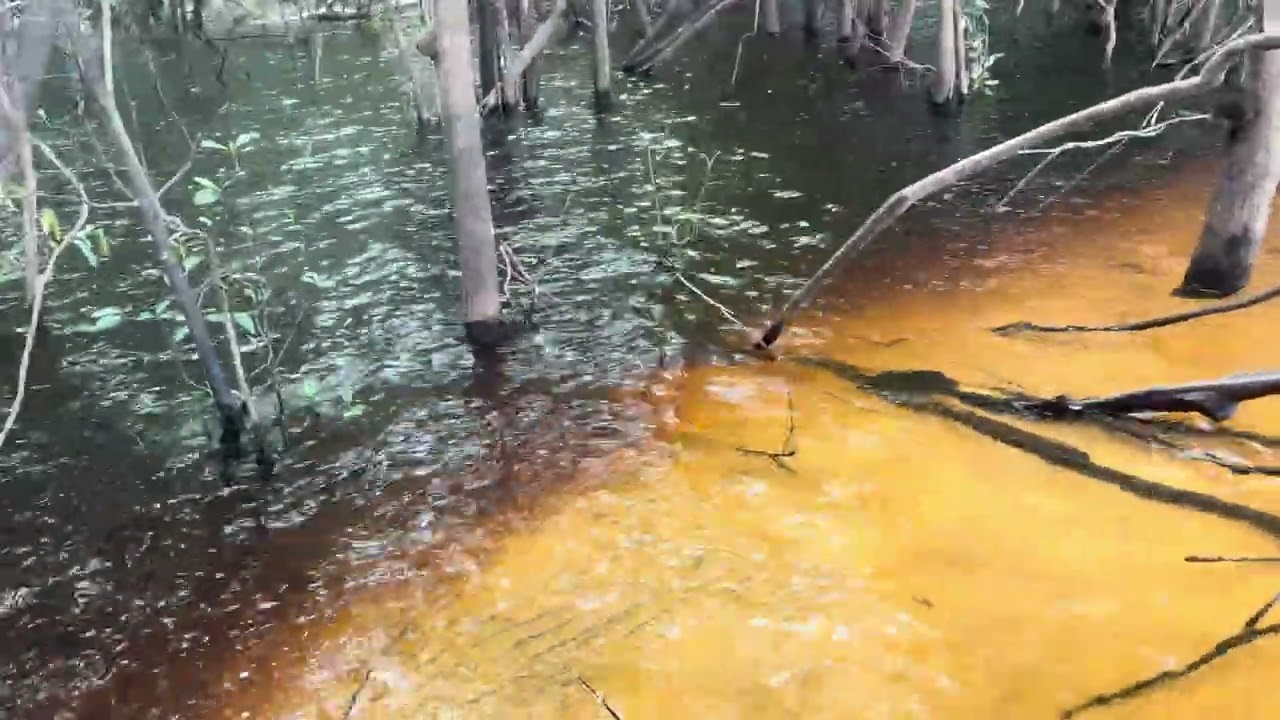 Tucunaré explodiu na superfície quando eu menos esperava.