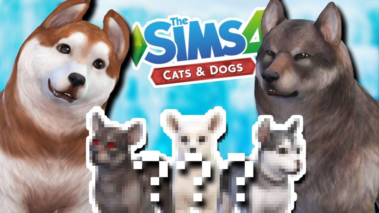 Стая щенков хаски и волка?! 🐶💕🐺