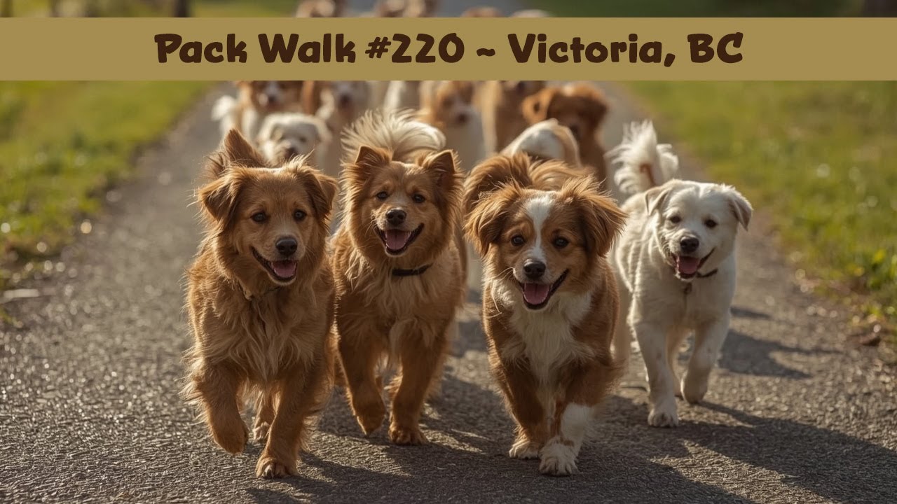 Summer Fun Dog Lovers - Pack Walk #220 with K-9 Super Heroes Dog Whispering in Victoria, BC