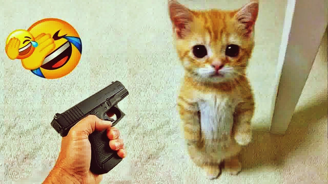 𝐇𝐢𝐥𝐚𝐫𝐢𝐨𝐮𝐬 𝐀𝐧𝐢𝐦𝐚𝐥𝐬 𝐀𝐧𝐝 𝐓𝐡𝐞𝐢𝐫 𝐂𝐫𝐚𝐳𝐲 𝐀𝐧𝐭𝐢𝐜𝐬 😸🤣𝐃𝐎𝐆𝐒 𝐚𝐧𝐝 𝐂𝐀𝐓𝐒 𝐕𝐢𝐝𝐞𝐨𝐬