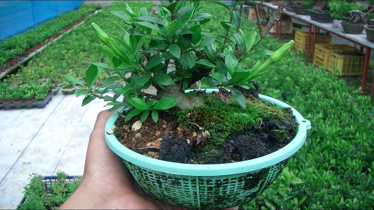 Cultivo en Coladores de Bonsái: Cómo Funciona, Bien Explicado