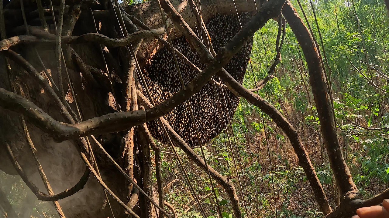 ตามตัวตอมดอกยูคาเจอรังใหญ่มากที่พีคสุดคือรังอ่อนขาว  |  พรานหมึก คนตีผึ้ง