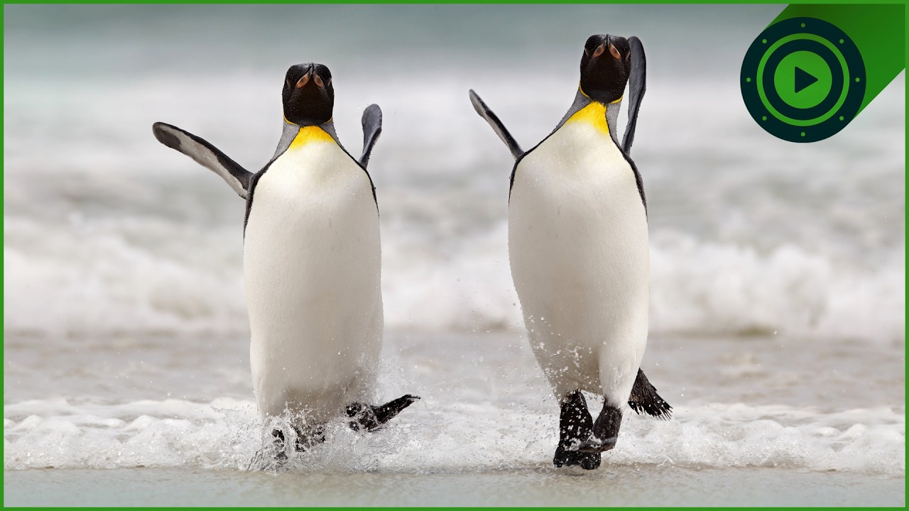 The Incredible Lives of Penguins