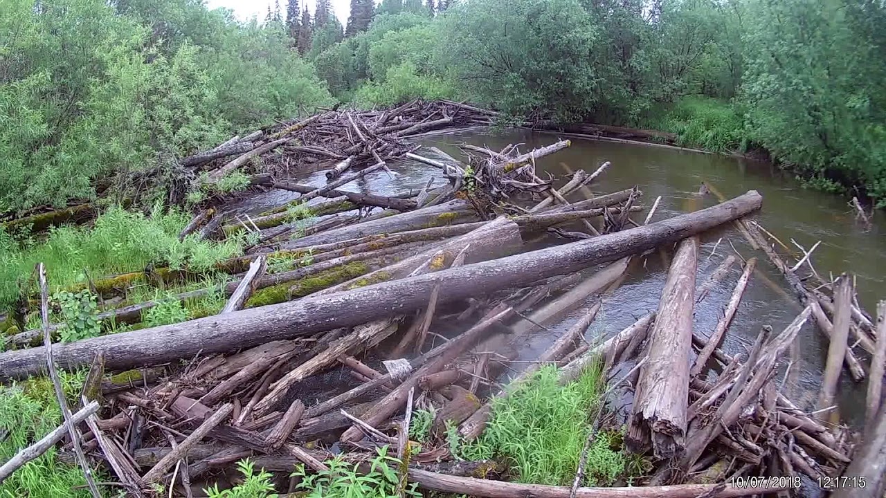 Река Вижай, болотоход 22 л.с.