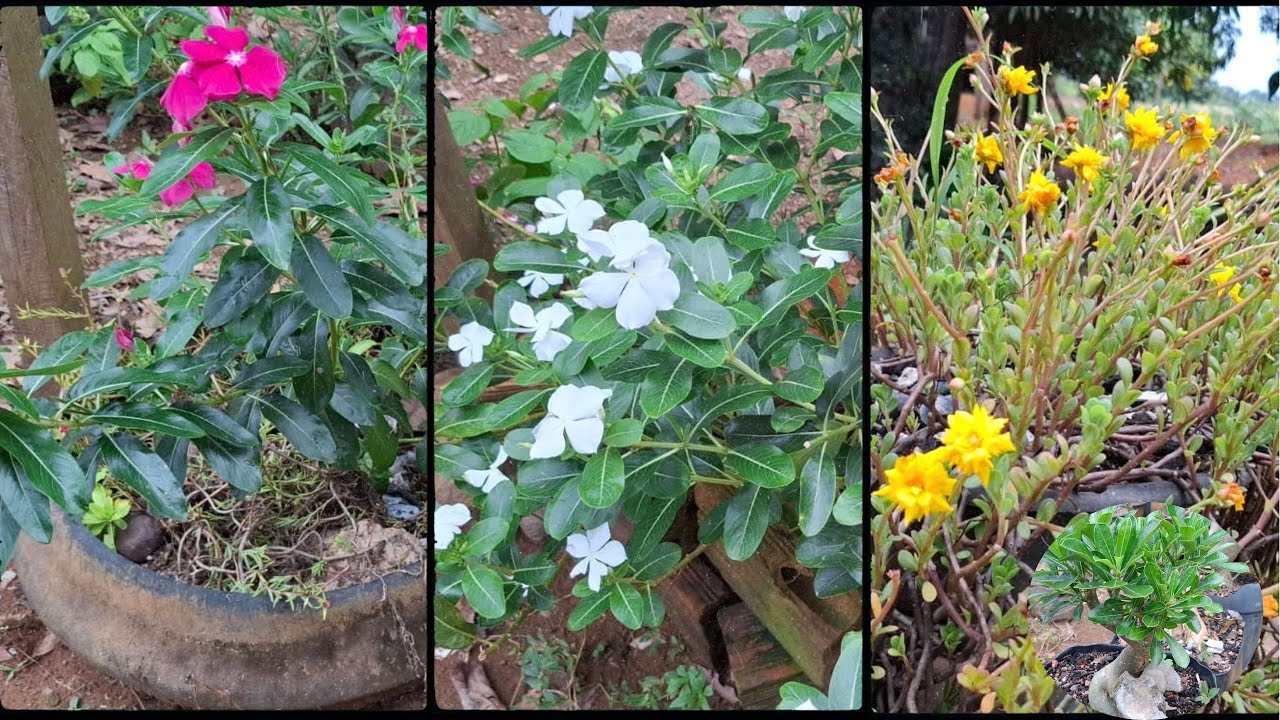 Vem Conhecer Meu Jardim