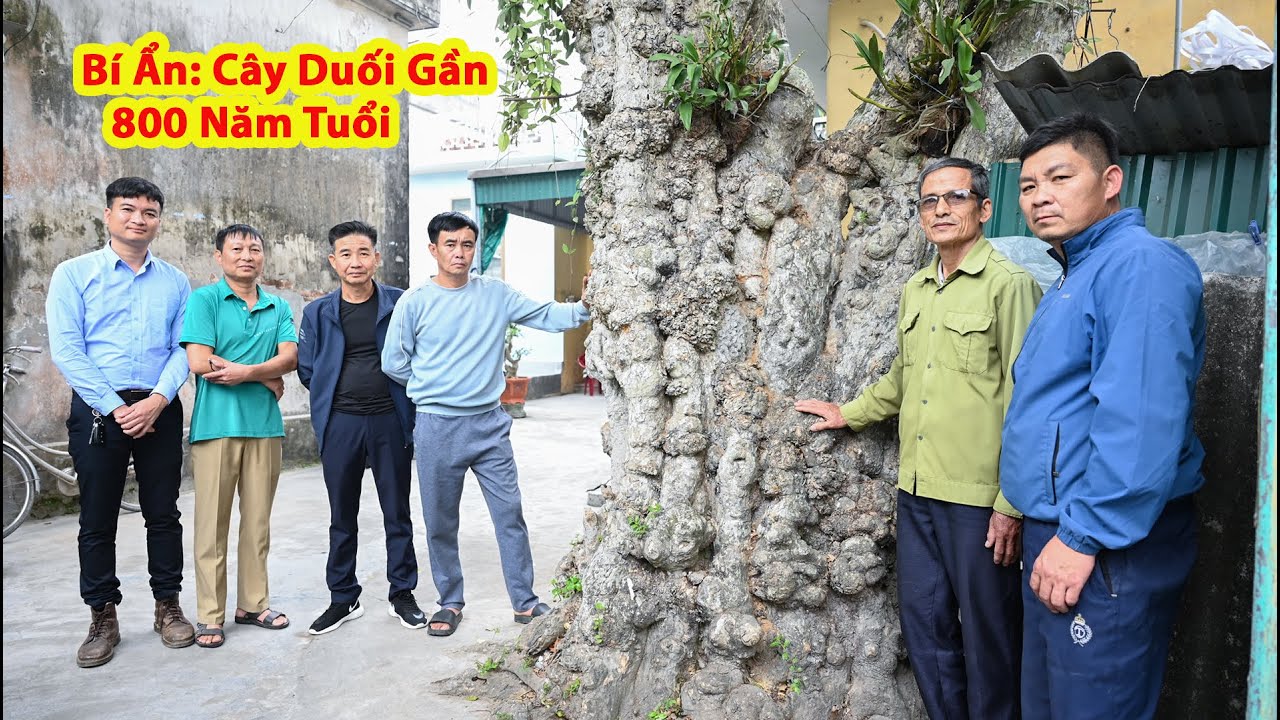 Cả Làng Kéo Đến Nô Nức! Vây Quanh Cây Duối Gần 800 Năm Tuổi