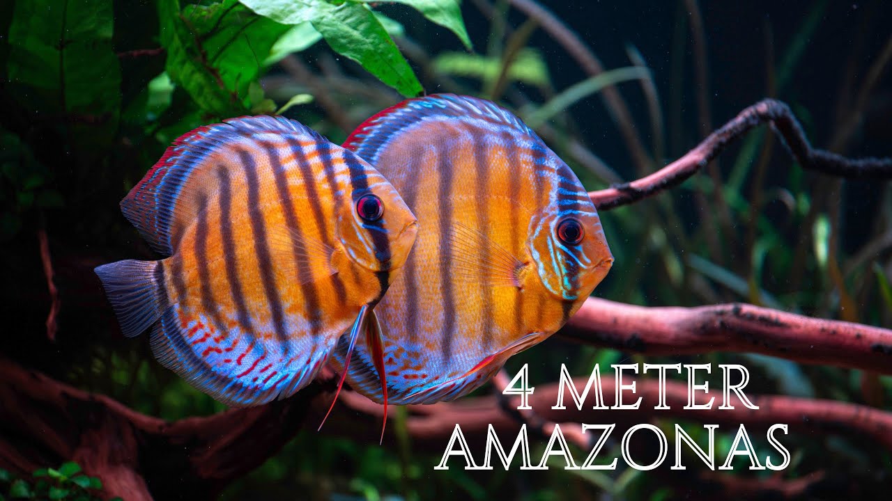 4 Meter Amazonas Aquarium | Skalare & Diskus in Cinematic