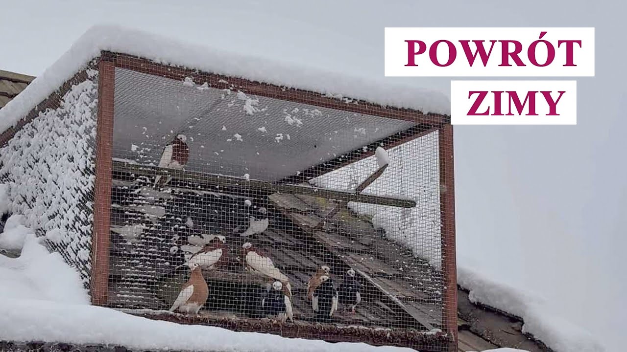 Powrót zimy - gołębie w śniegu 