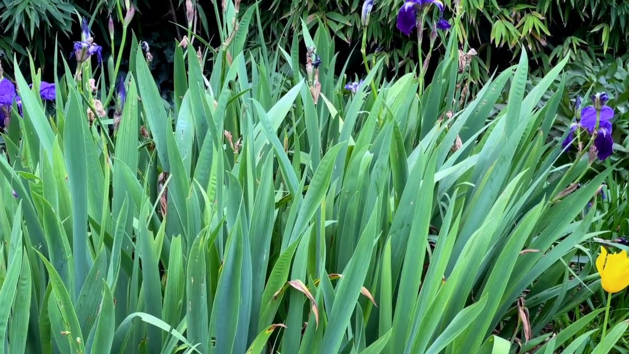 [1월] Le Dormeur du Val - Arthur Rimbaud