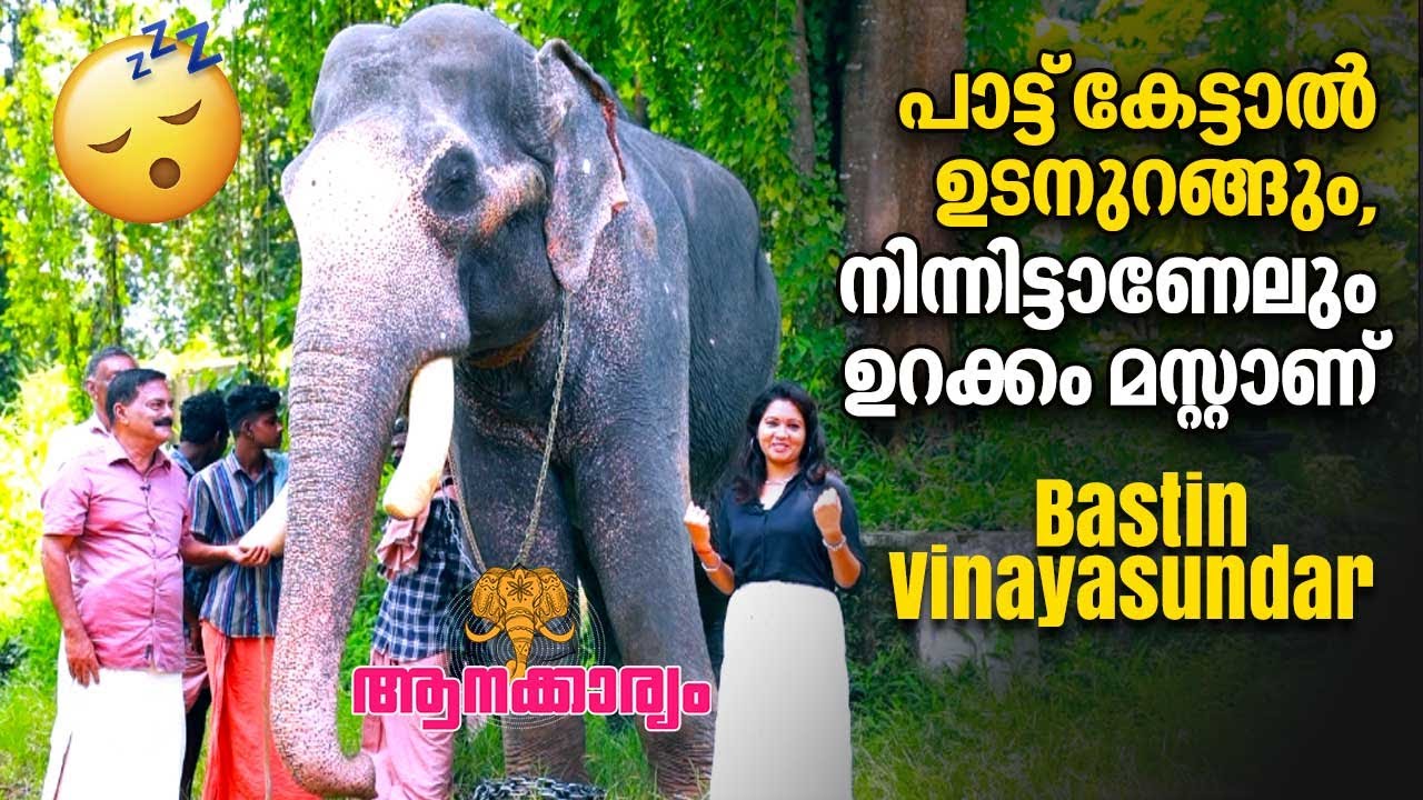 EP 38 |പാട്ട് കേട്ടാൽ ഉടനുറങ്ങും, നിന്നിട്ടാണേലും ഉറക്കം മസ്റ്റാണ്| Bastin Vinayasundar |Aanakkaryam