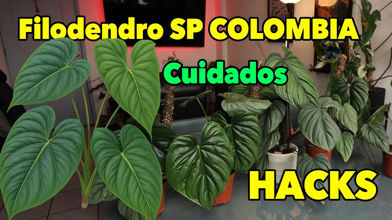 Cuidados de Philodendron SP Colombia