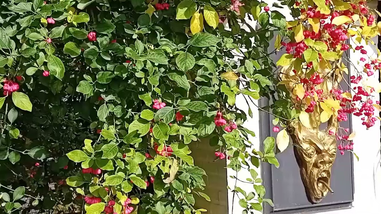 Natuur ubax leh Suugaan ku naban nacam dheh Dhoodaane