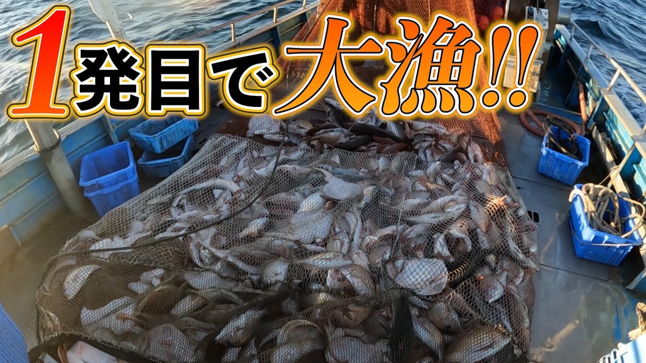 【大漁】1発目から大漁収穫...！？本日も鯛が大漁です！