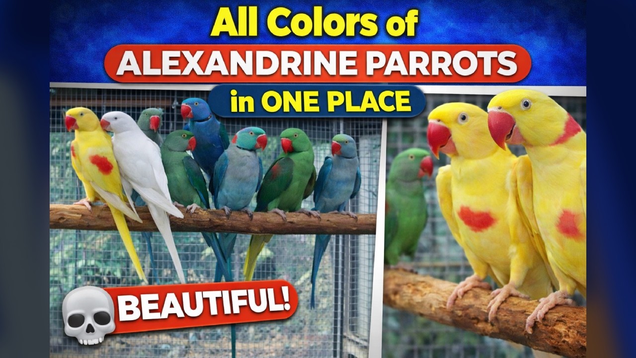 All Colors of Alexandrine parrots at one place #cute #beautiful #parrot