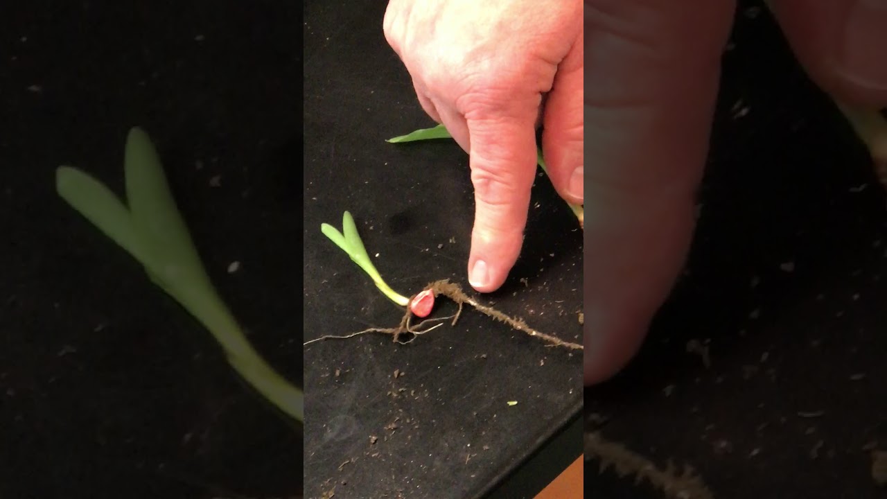 Soybeans and Corn - basic beginning physiology
