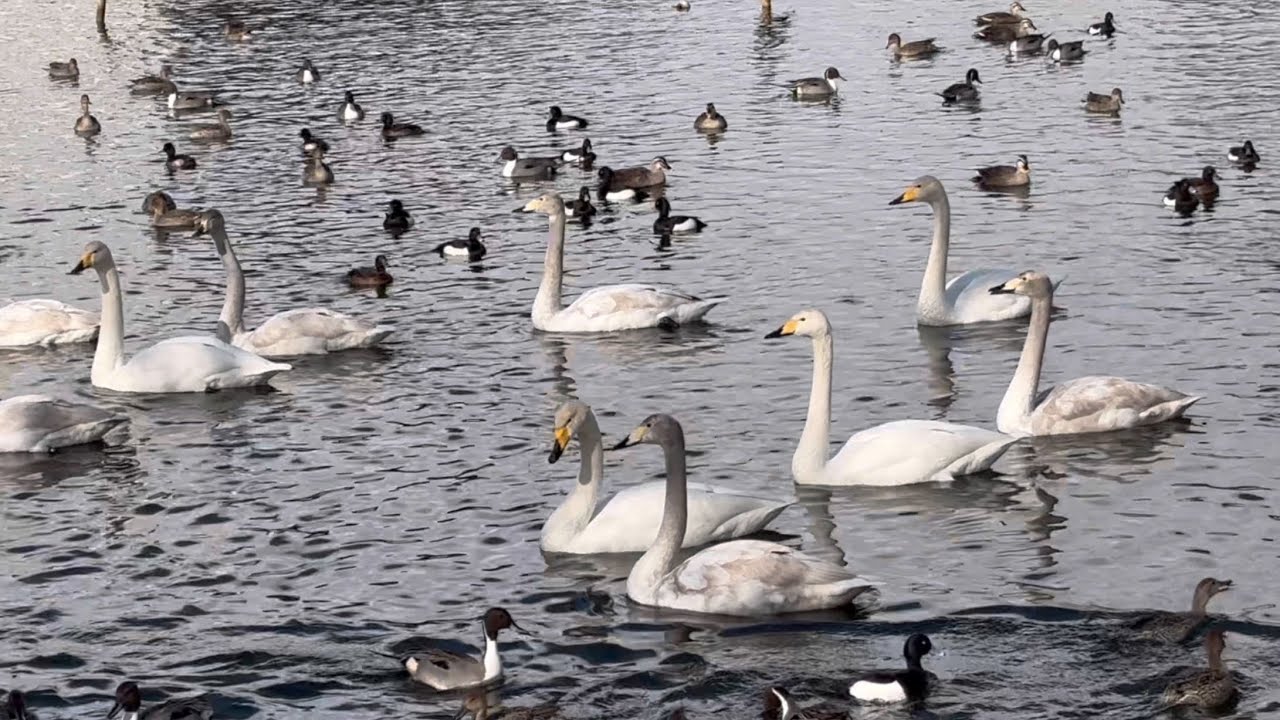 【渡り鳥】2025年2月23日のカモと白鳥【duck】