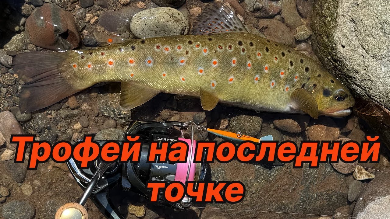 ТРОФЕЙНАЯ ФОРЕЛЬ НА ПОСЛЕДНЕЙ ТОЧКЕ