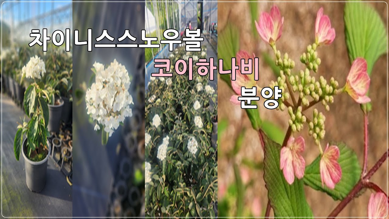 상담문의 : 010-3602-4106, [ 차이니스스노우볼, 코이하나비 화분묘 분양 ] #차이니스스노우볼 #코이하나비 #화분묘 #정원수 #울타리목 #조경수
