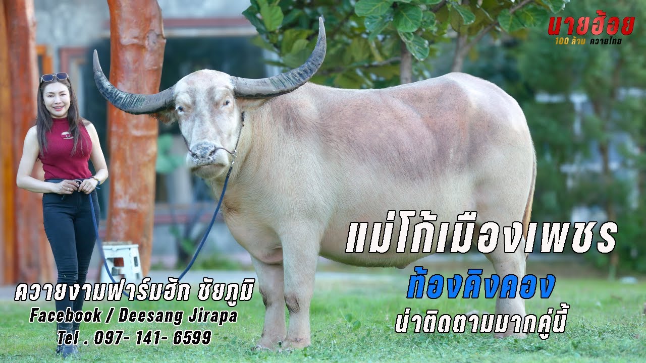 แม่ดอน แม่ของโก้เมืองเพชร ท้องคิงคอง น่าลุ้นควายยักษ์สีเผือกมากๆ #ควายงามฟาร์มฮัก #นายฮ้อย100ล้าน