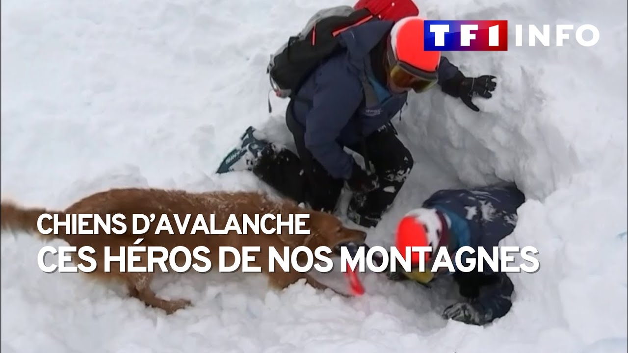 Chiens d'avalanche, ces héros de nos montagnes