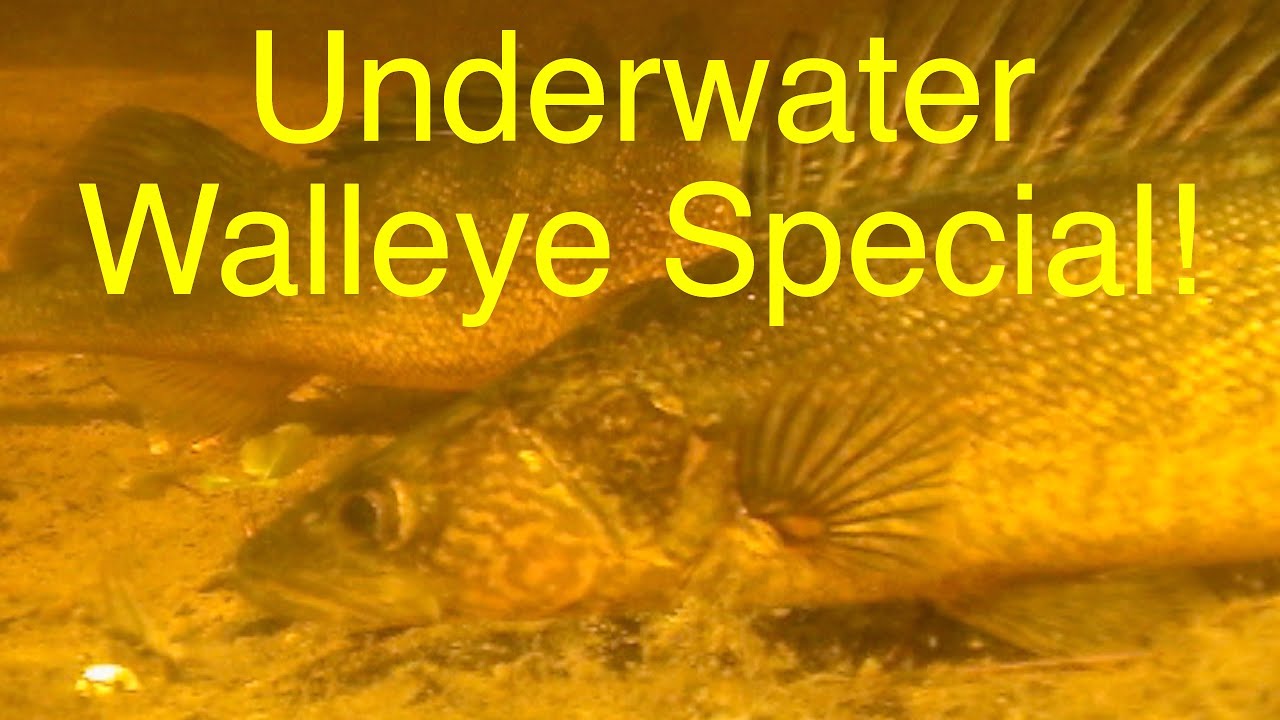 СПЕЦИАЛЬНЫЙ ВЫПУСК WALLEYE - Подводное видео