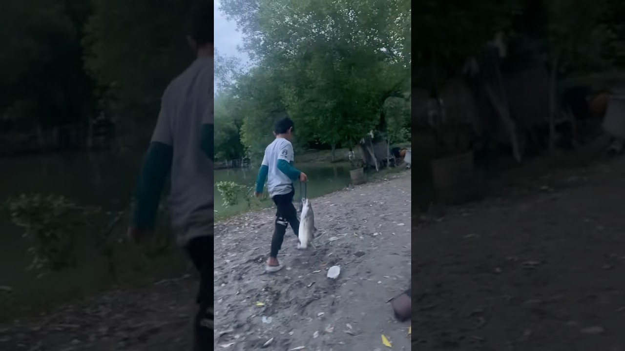 Mancing Baramundi di Tambak #mancing #baramundihunter #mancingkolam
