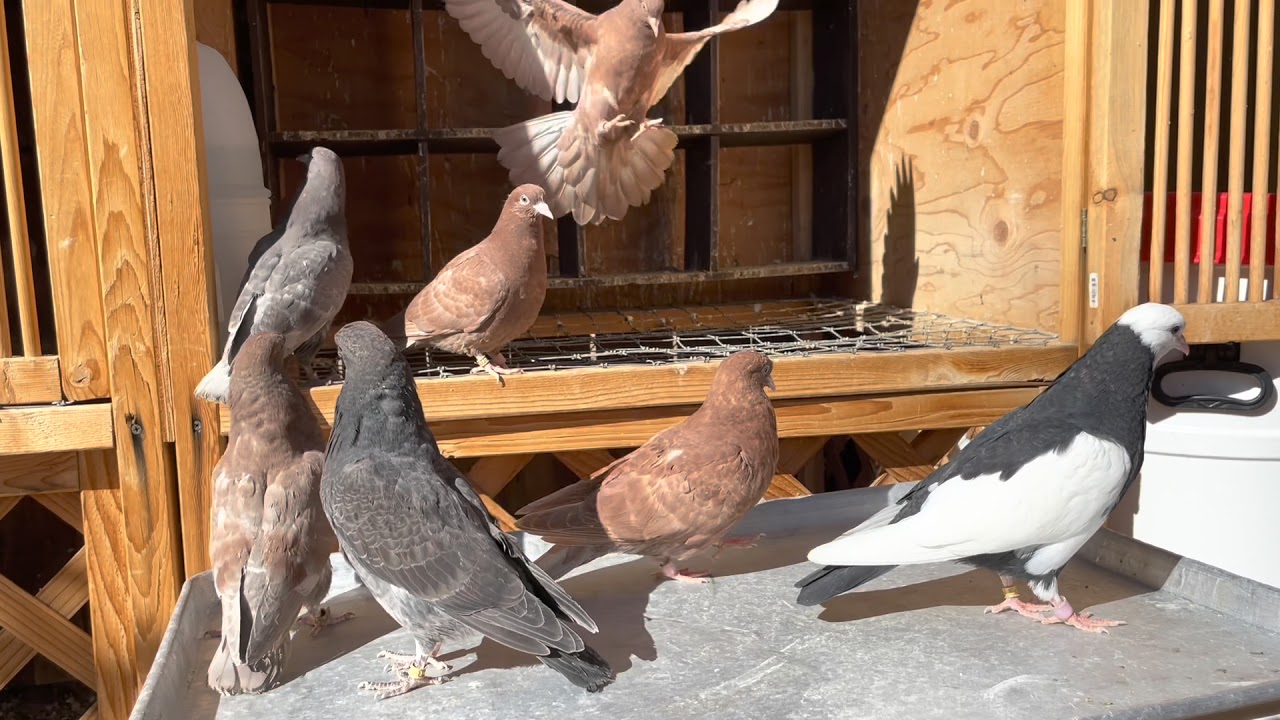 Birmingham Rollers ( How To Feed Kit Birds )