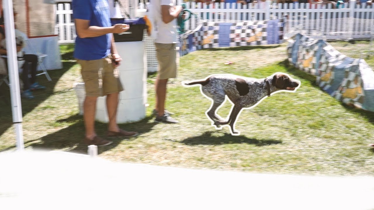 Dog Agility Course with German Shorthaired Pointer | Pet Adoption Fair