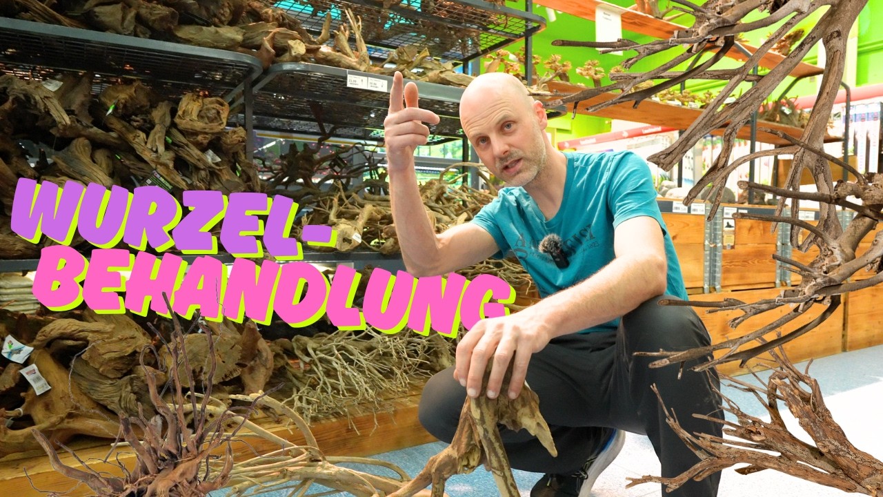 Die beliebtesten Wurzeln fürs Aquarium – im Vergleich | AQUAddicted!