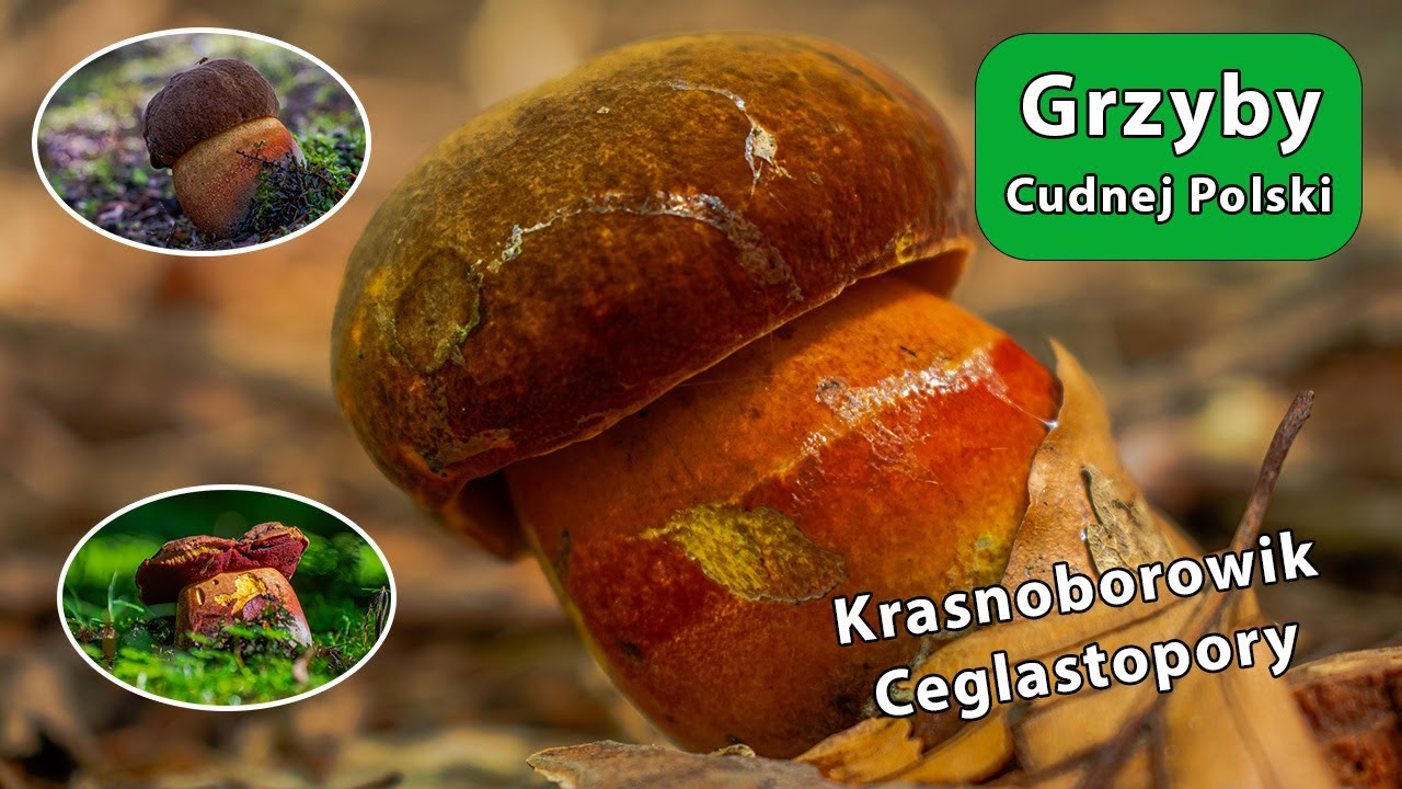 Krasnoborowik Ceglastopory - Neoboletus erythropus