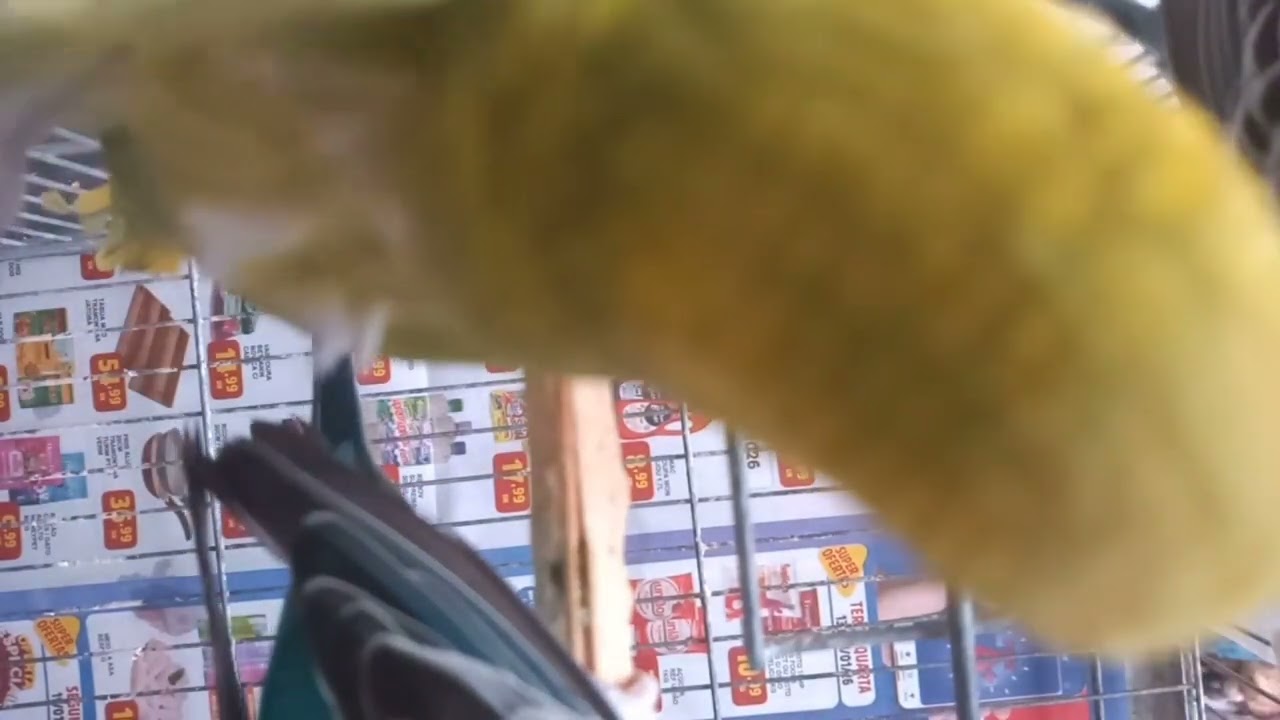 Periquitos australianos, bem-te-vi, canários e roselas #birds #pets #parrot