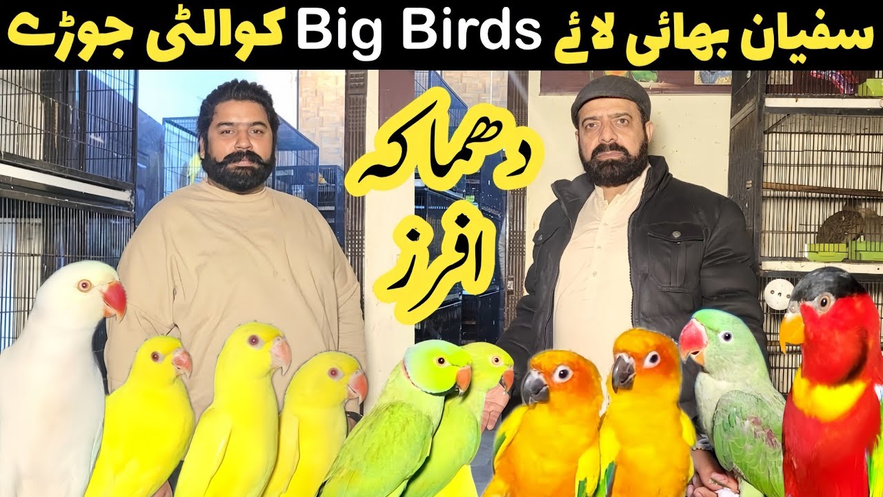 Sufyan big birds | new year | big offers 
