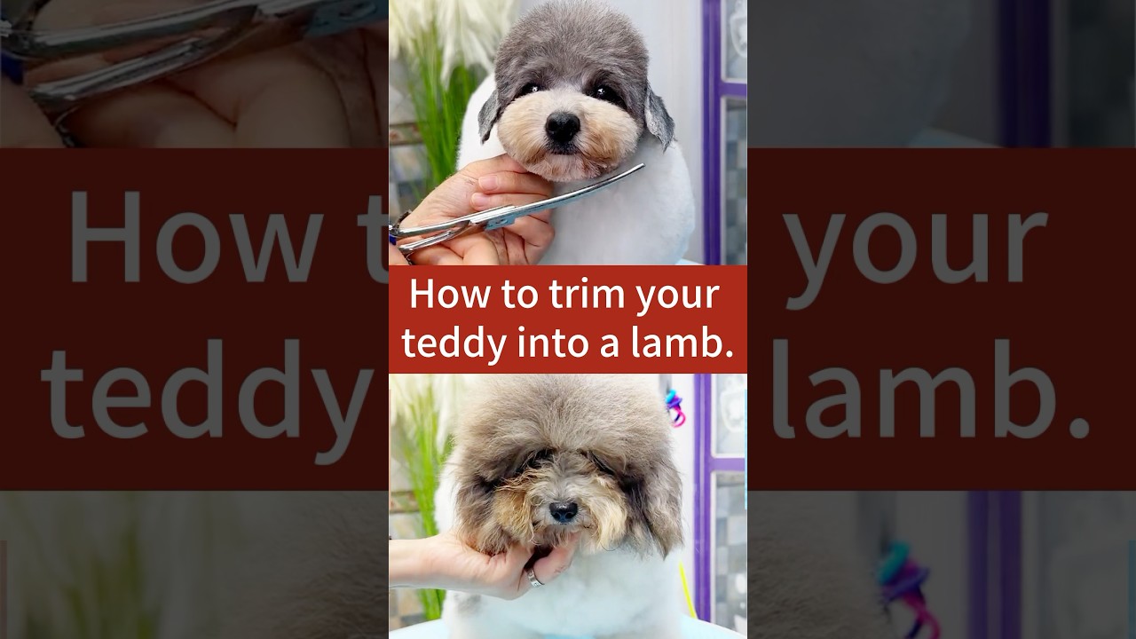 How to trim your teddy into a lamb.🐑 #doggroomingtips #doglover #cutedog #funnyvideo #teddy