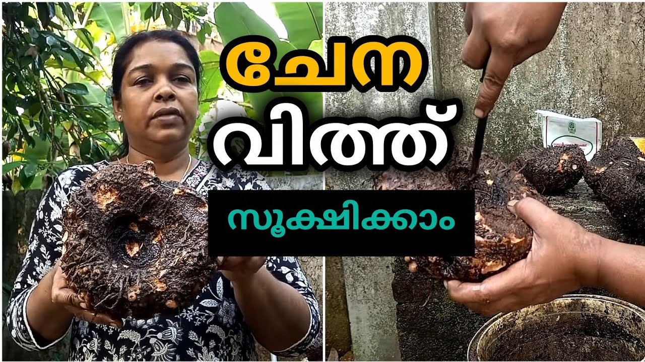 ചേന വിത്ത് സൂക്ഷിക്കുന്ന ശരിയായ രീതി| ഇങ്ങനെ ചെയ്തു നോക്കൂ