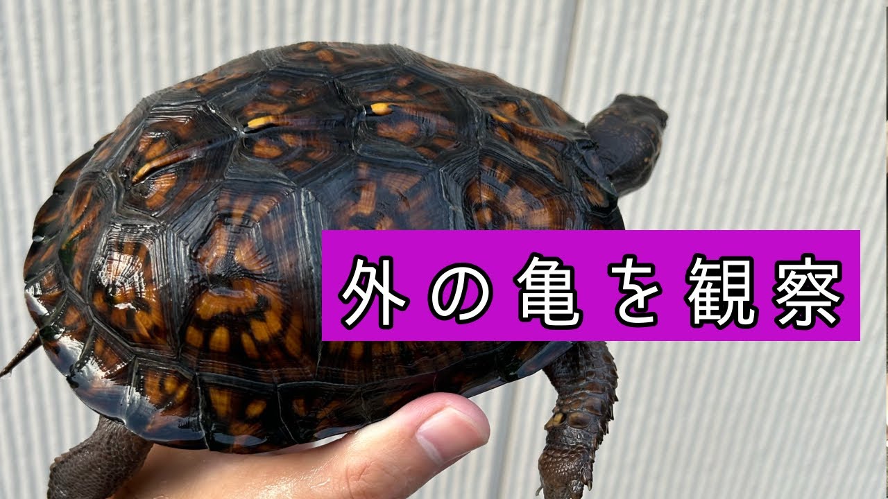 外飼いの亀達を観察しました