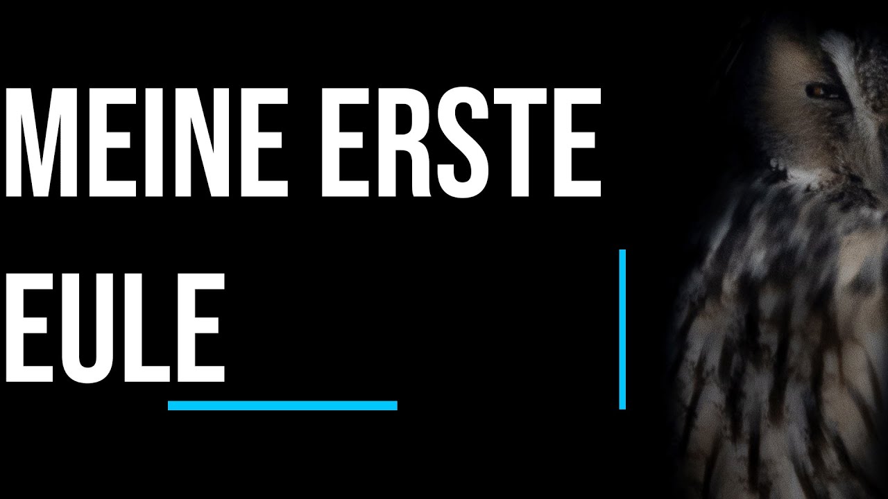 Meine ERSTE Eule am Schlafbaum