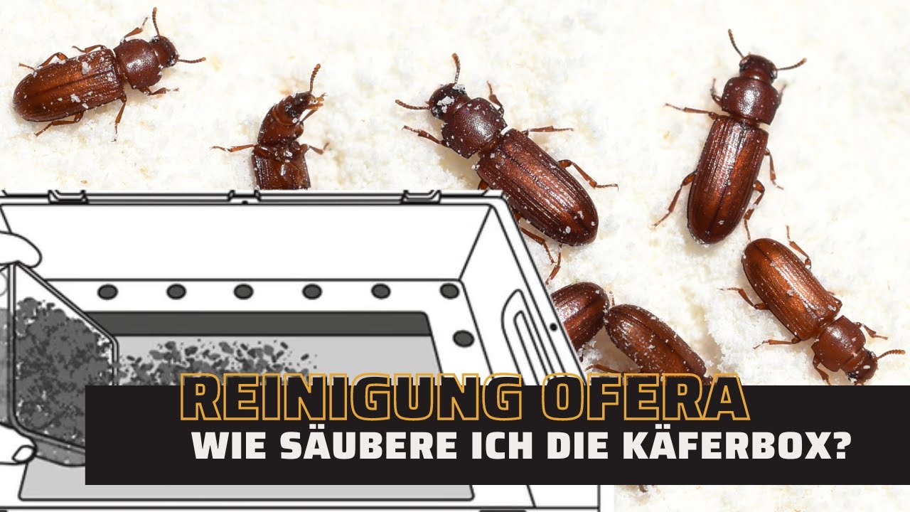 So bleibt deine OFERA Mehlwurmfarm sauber: Die ultimative Käfertray-Reinigung!