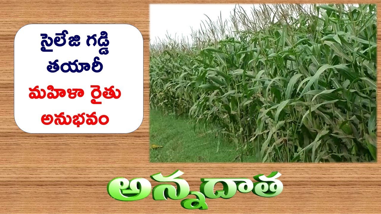 Sailage Production through Machinery | by Lady Farmer of Krishna Dist || ETV Annadata