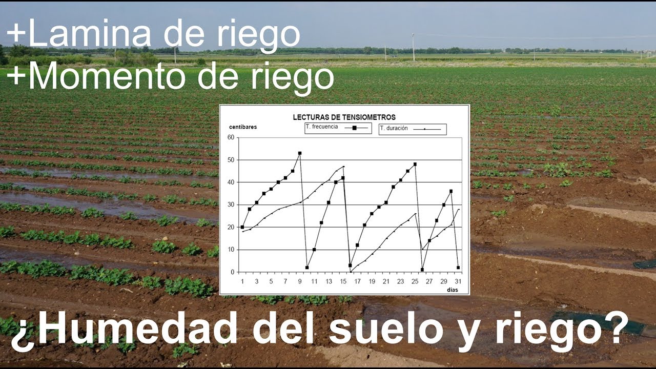 Determinar el momento de riego en base a la humedad de suelo || Explicación + Ejercicio