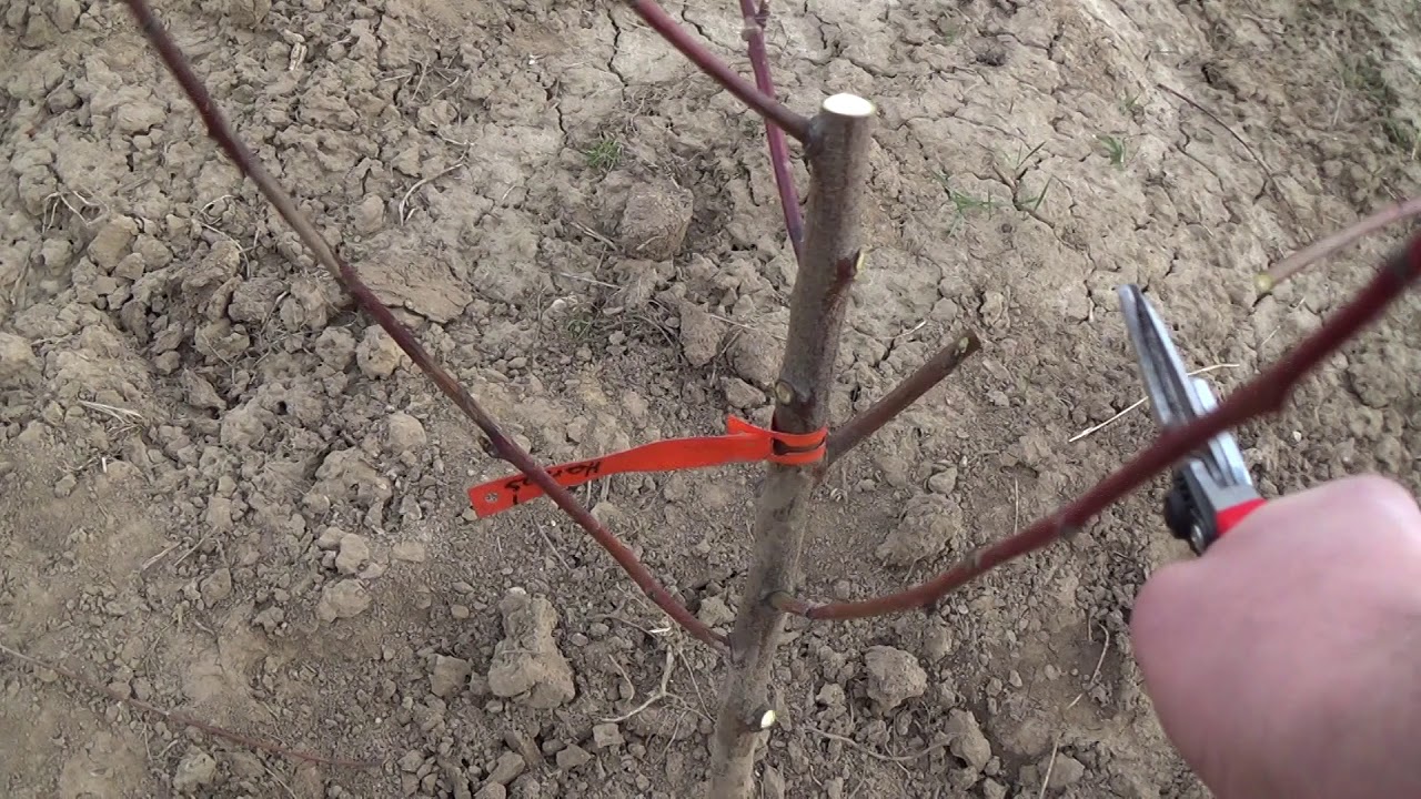 FORMOWANIE MŁODEJ BRZOSKWINI - korona kotłowa