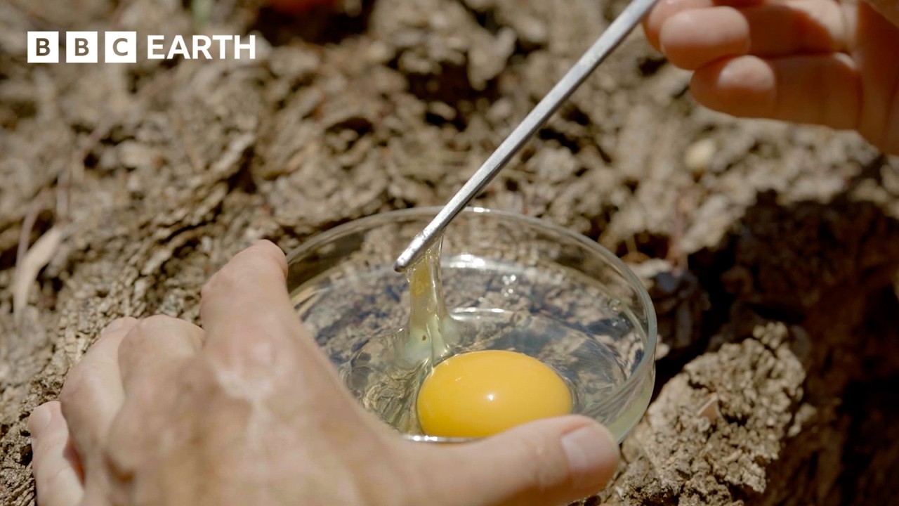 How Does an Egg Work? | Evolution | BBC Earth Science
