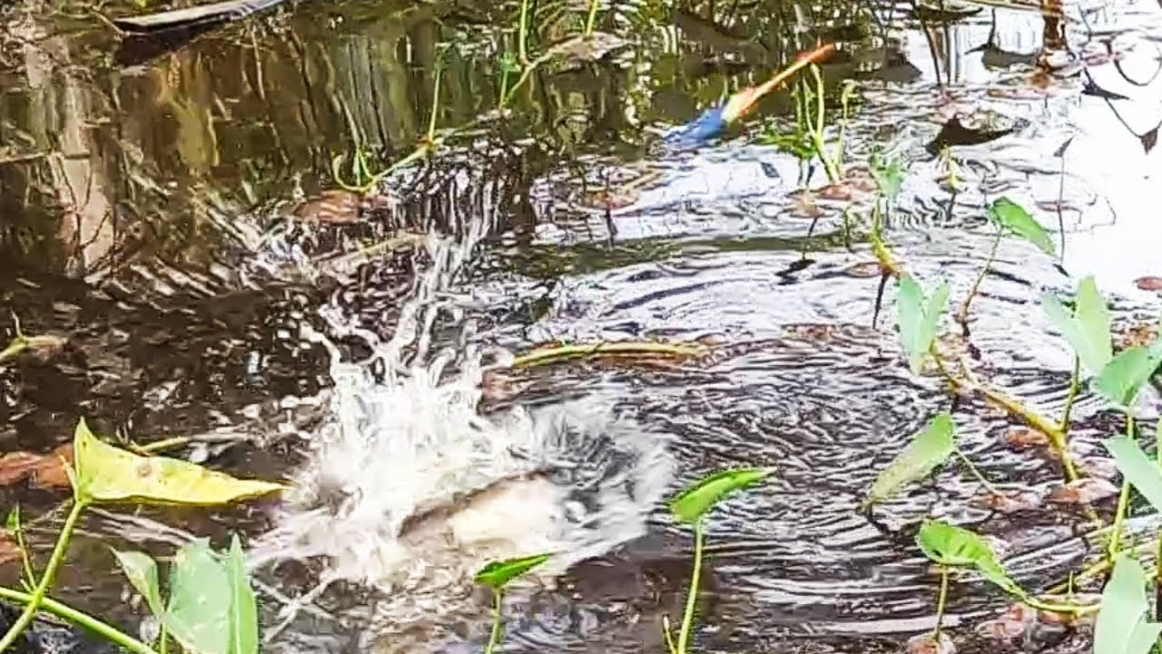 Parit Kebun Sawit Dihuni Berbagai Jenis Ikan, Betok Juga Ada || Mancing Ikan Kebun Sawit #ES 90