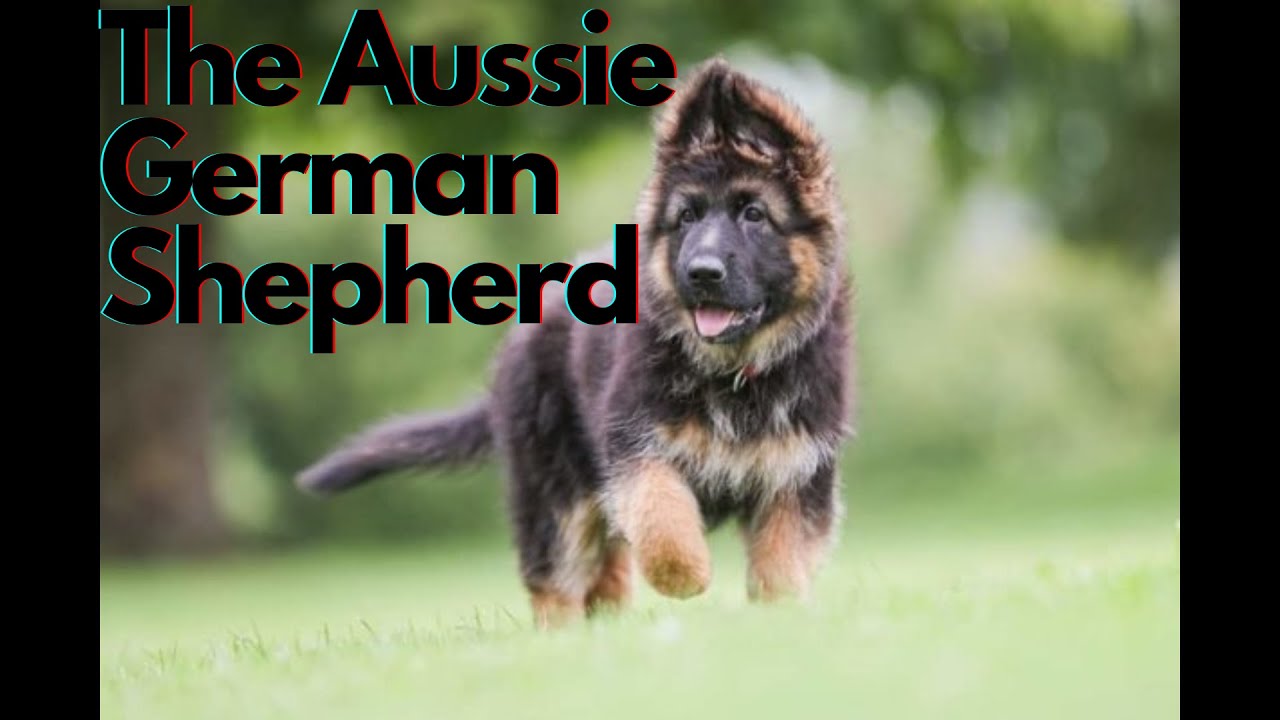 Meet The German Shepherd Australian Shepherd Mix!
