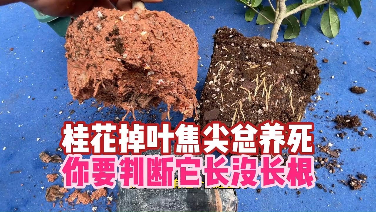 桂花總養死？關鍵看這1點！超詳細紅泥土換盆攻略，根系暴長！【禪藝綠植工作室】