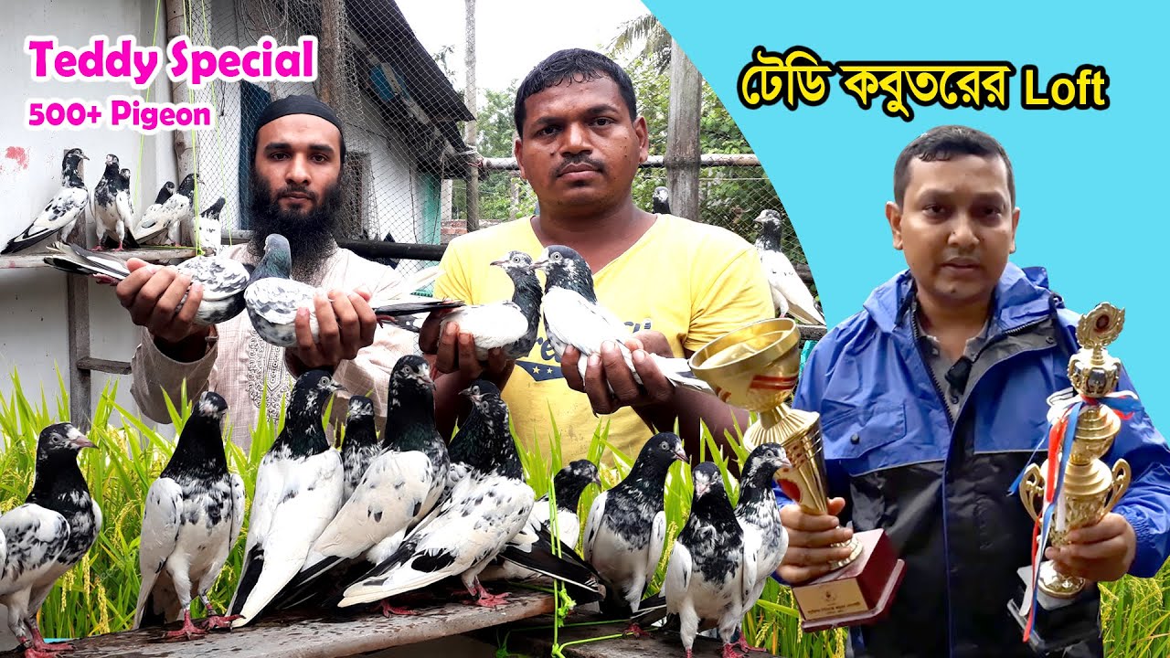 Pakistani Teddy Pigeon Loft।। পাকিস্তান থেকে আনা টেডি কবুতর।। Teddy kamagar kasuri