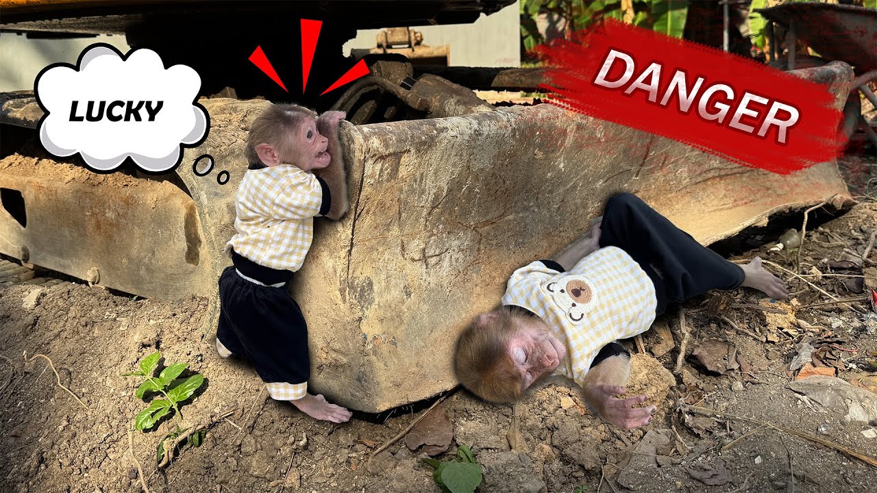 Because of their curiosity, Lucky and Sunny ended up in an extremely dangerous situation!