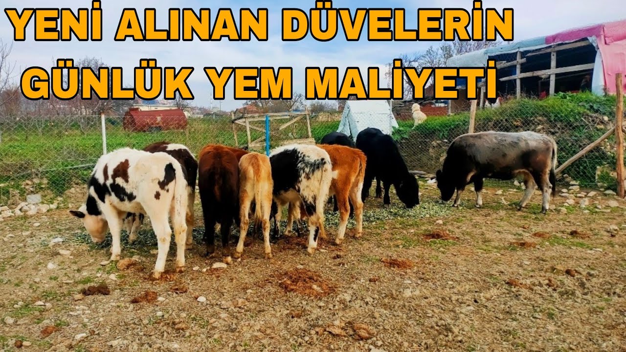 YENİ ALINAN DÜVELERİN GÜNLÜK YEM MALİYETİ~ RASYON HAZIRLAMA İŞLEMİ.